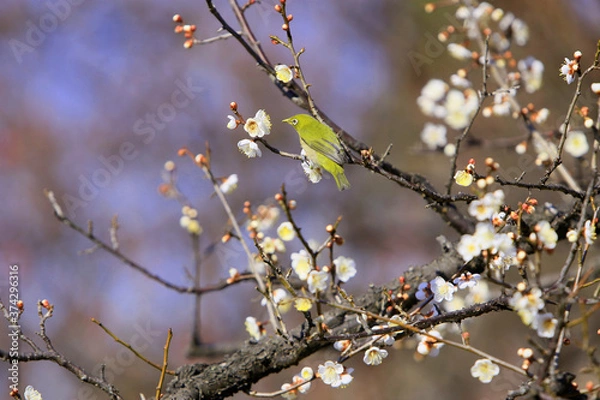 Obraz 梅にメジロ