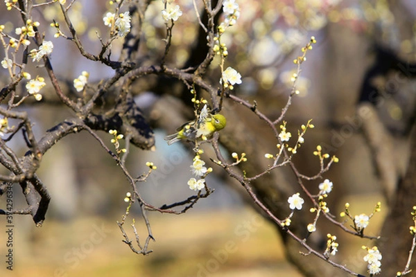 Obraz 梅にメジロ