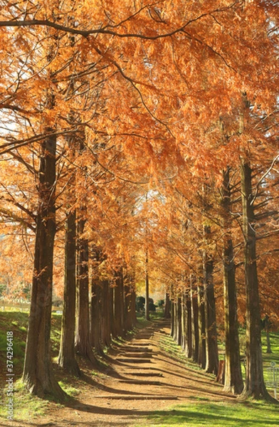 Fototapeta 秋のメタセコイア