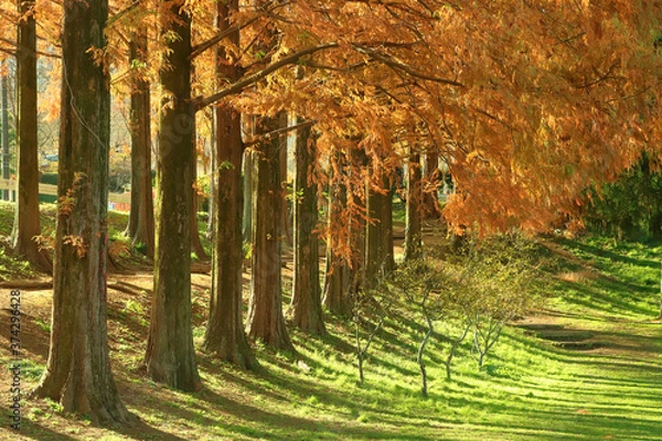 Obraz 秋のメタセコイア