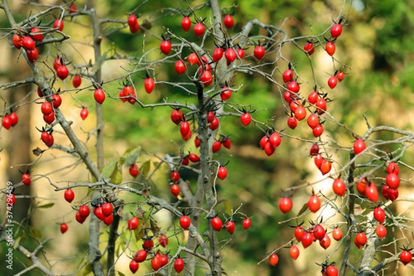 Obraz 老爺がきの実