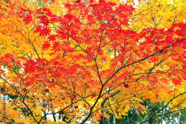 Obraz ヤマボウシの紅葉