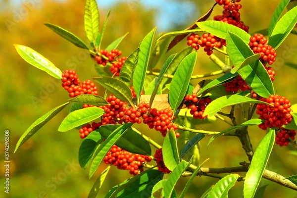 Obraz タラヨウの実