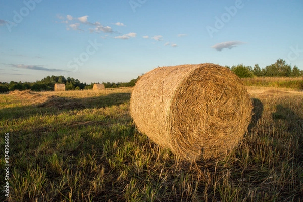 Fototapeta Hay. Round bale on the right side of the frame. Harvesting.