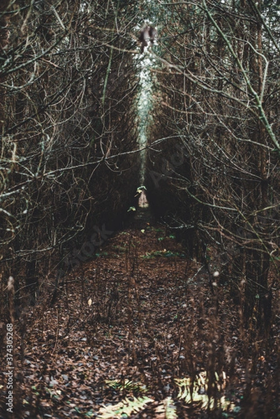 Obraz A narrow passage in the thicket of the forest