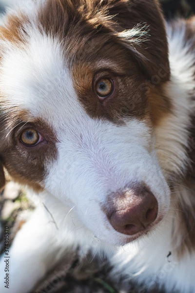 Obraz Australian shepherd