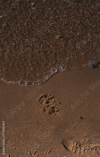 Obraz Dog tracks in the wet sand