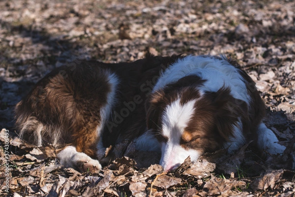 Obraz dog lying on the ground