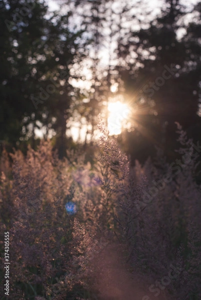 Obraz sun rays through the trees