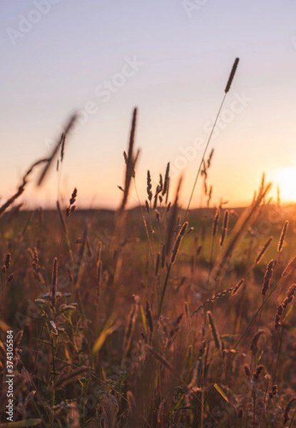 Obraz sunset in the grass