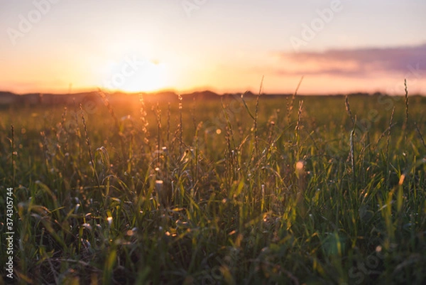 Obraz sunset in the field