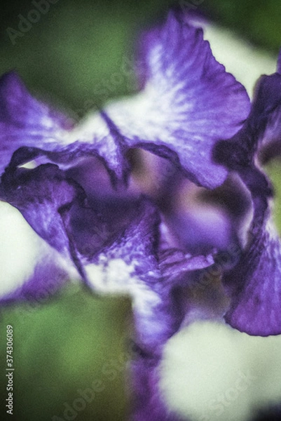 Fototapeta purple iris flower
