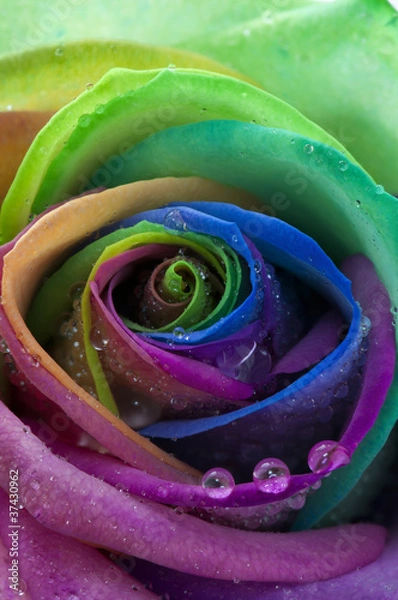 Obraz Rose rainbow