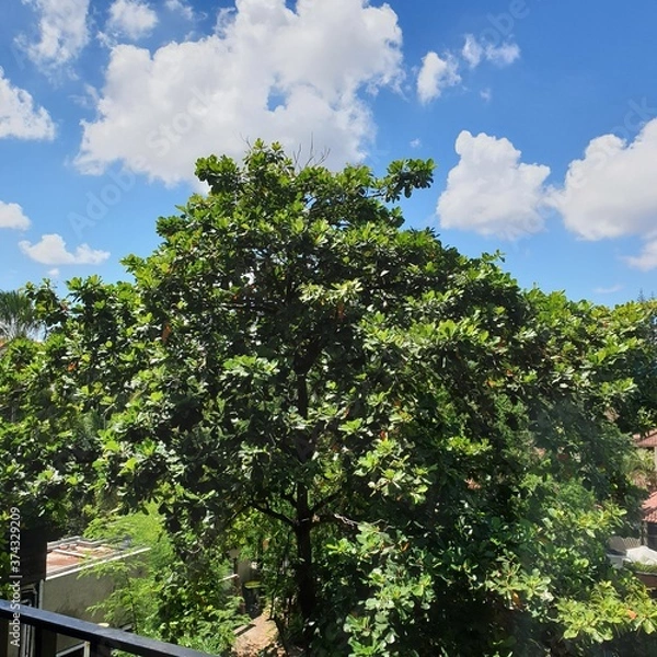 Fototapeta tree and sky