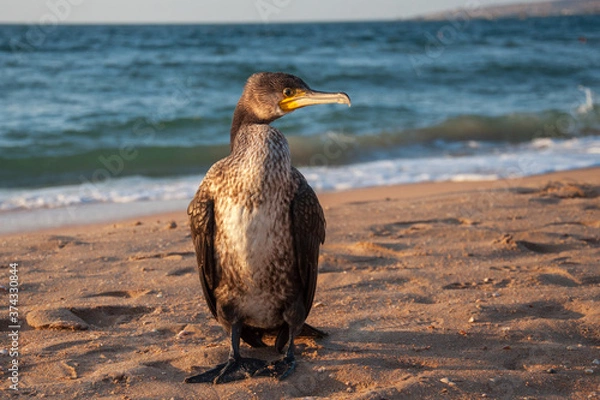 Obraz Great cormorant on a sandy beach against the backdrop of a sea sunset