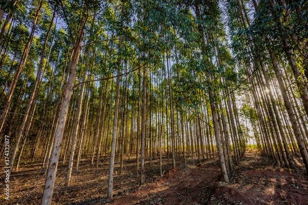 Obraz Eucalyptus plantation for wood Industry in Brazil's countryside.