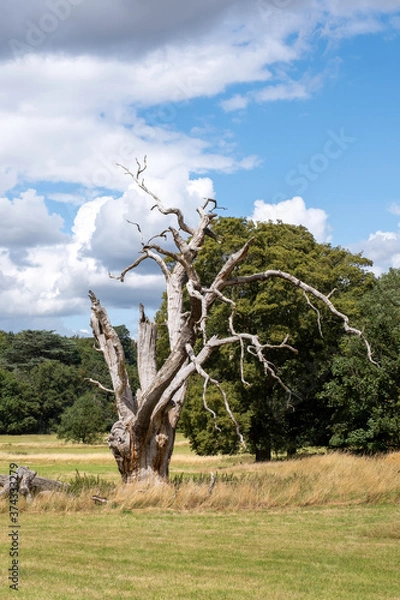Fototapeta A dead tree in the countryside