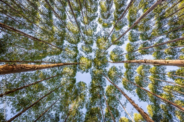 Obraz Eucalyptus plantation for wood Industry in Brazil's countryside.