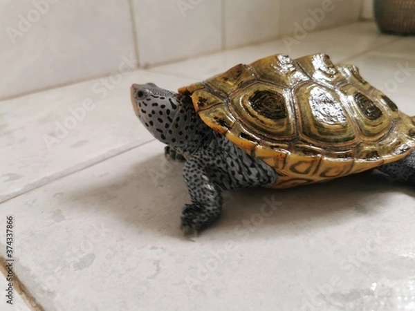 Obraz red eared slider