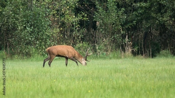 Obraz The Red deer (Cervus elaphus)
