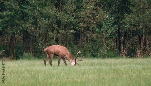 Obraz The Red deer (Cervus elaphus)