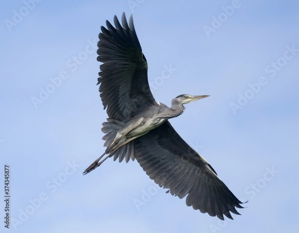 Obraz The grey heron (Ardea cinerea)