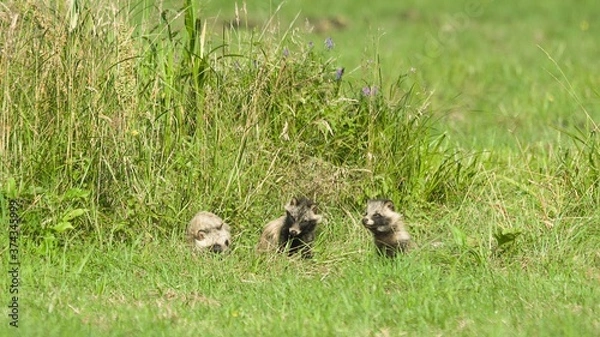 Obraz Szop pracz (Nyctereutes)