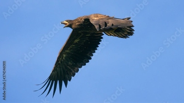 Obraz White tailed eagle  (Haliaeetus albicilla)