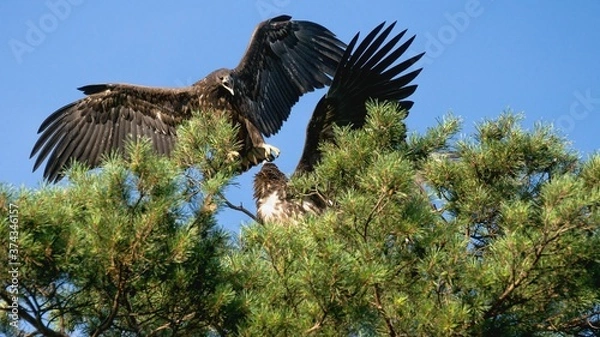 Obraz White tailed eagle  (Haliaeetus albicilla)