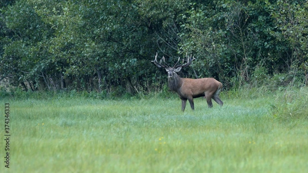Obraz The Red deer (Cervus elaphus)