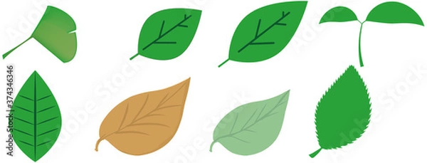 Fototapeta 枯れ葉・緑の葉っぱやイチョウの葉のベクターイラストセット