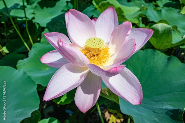 Fototapeta Blooming Lotus flower at Senshyu Park View of Akita prefecture, Japan