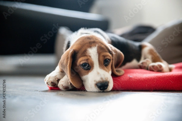 Obraz dog sleeping on the couch