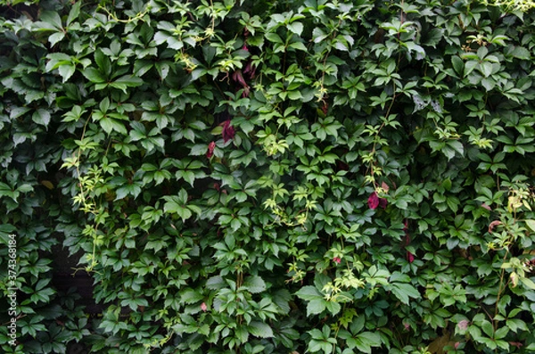 Fototapeta Background curly ivy