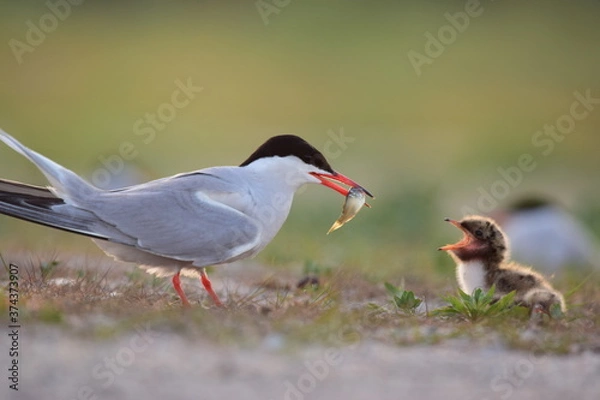 Obraz Rybitwa rzeczna karmi młode rybką