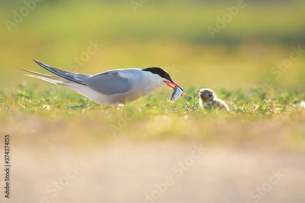 Obraz Rybitwa rzeczna karmi młode rybką