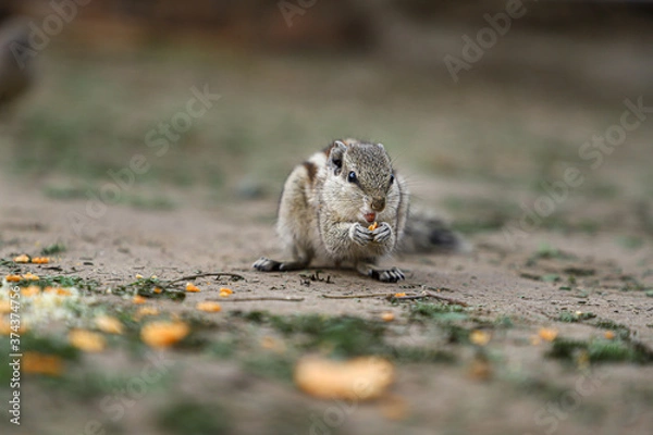 Obraz Indian palm squirrel or three-striped palm squirrel  eating chips