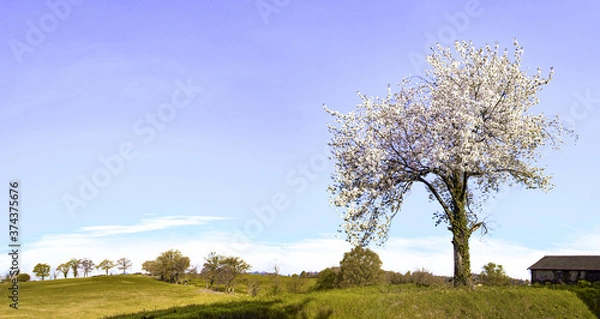 Obraz Cerisier Chaptelas