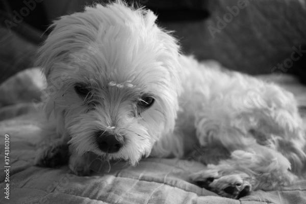 Fototapeta Maltese dog
