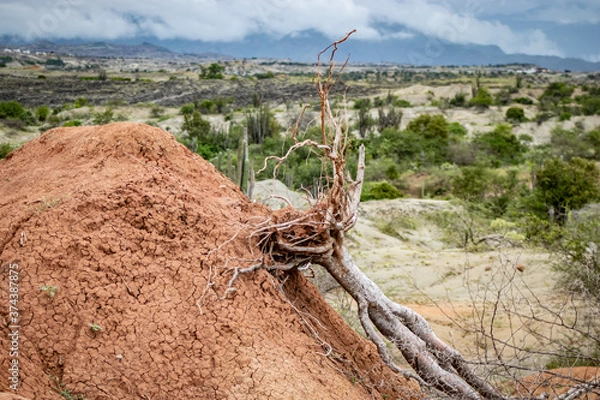 Obraz tree in the tatacoa desert