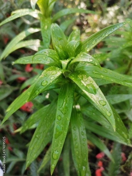 Fototapeta dew on a leaf