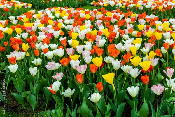 Obraz Tulips growing in the field