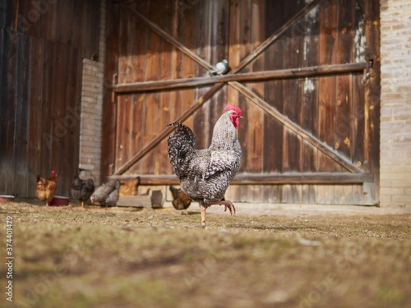 Obraz A rooster in a country yard