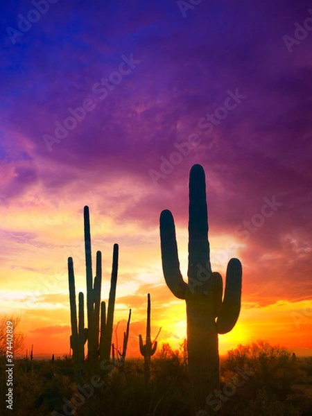 Obraz cactus at crazy sunset