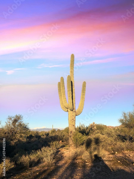 Obraz cactus in the desert