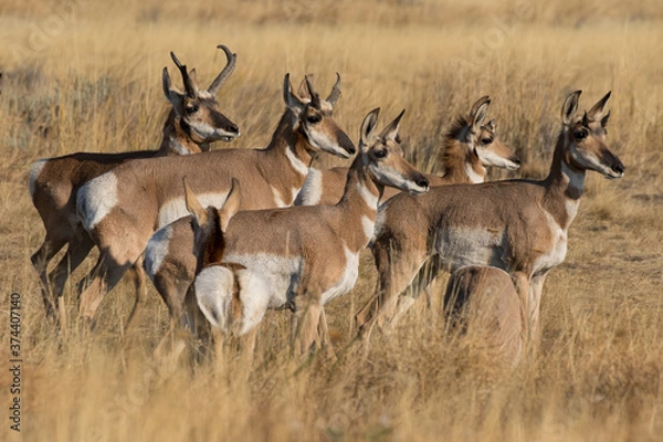 Obraz pronghorn antelope herd