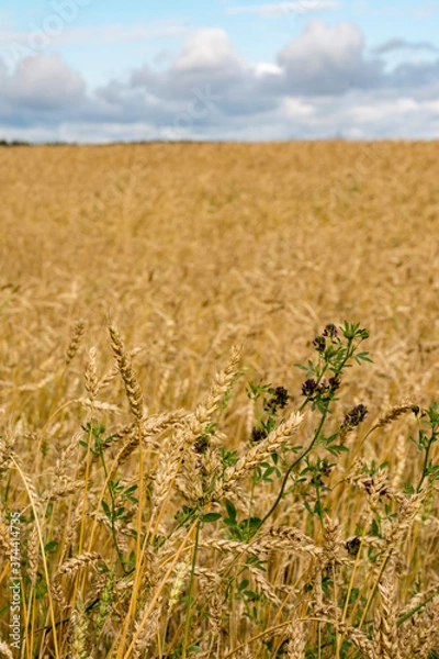 Fototapeta A field with ripened grain.
