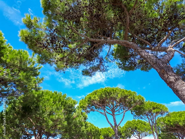 Fototapeta Scenic view of beautiful stone pines on a blue sky background in Italy