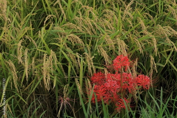 Obraz 田んぼで豊作となった稲と共存する彼岸花