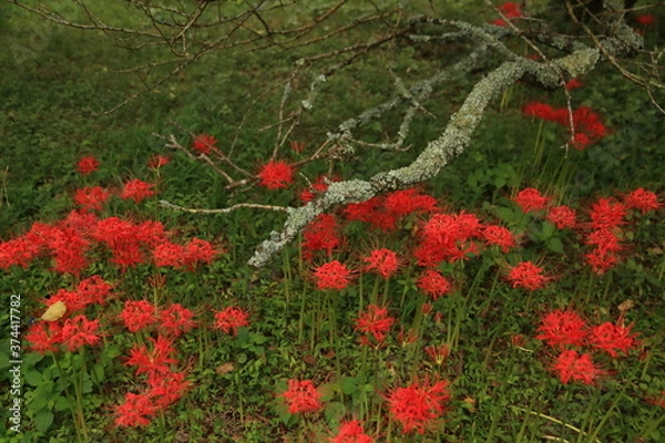 Obraz 地面すれすれに伸びた苔生す枝の周りに咲いた彼岸花